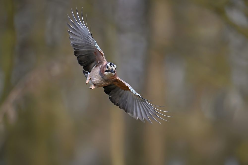 Forest Flight