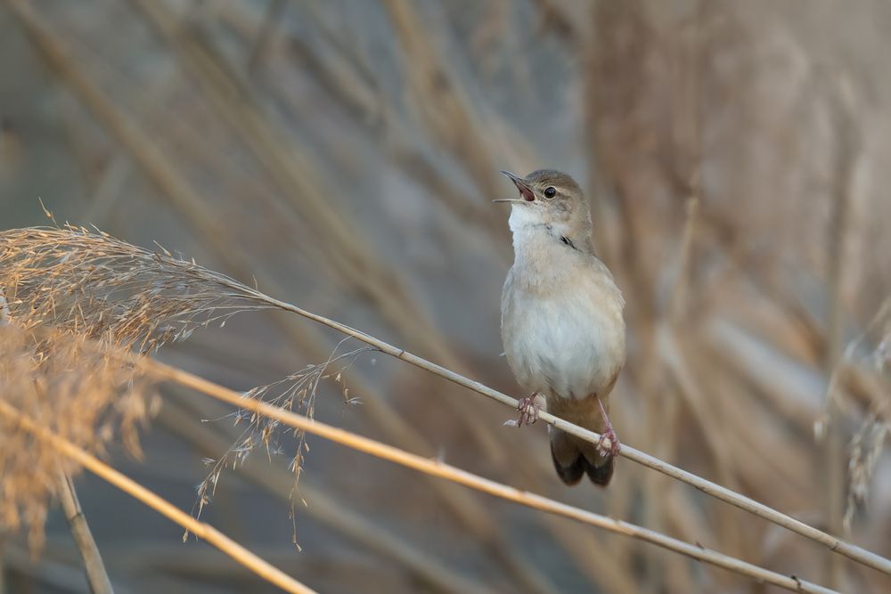 Song of the Marsh