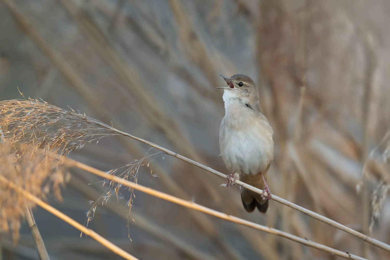 Song of the Marsh