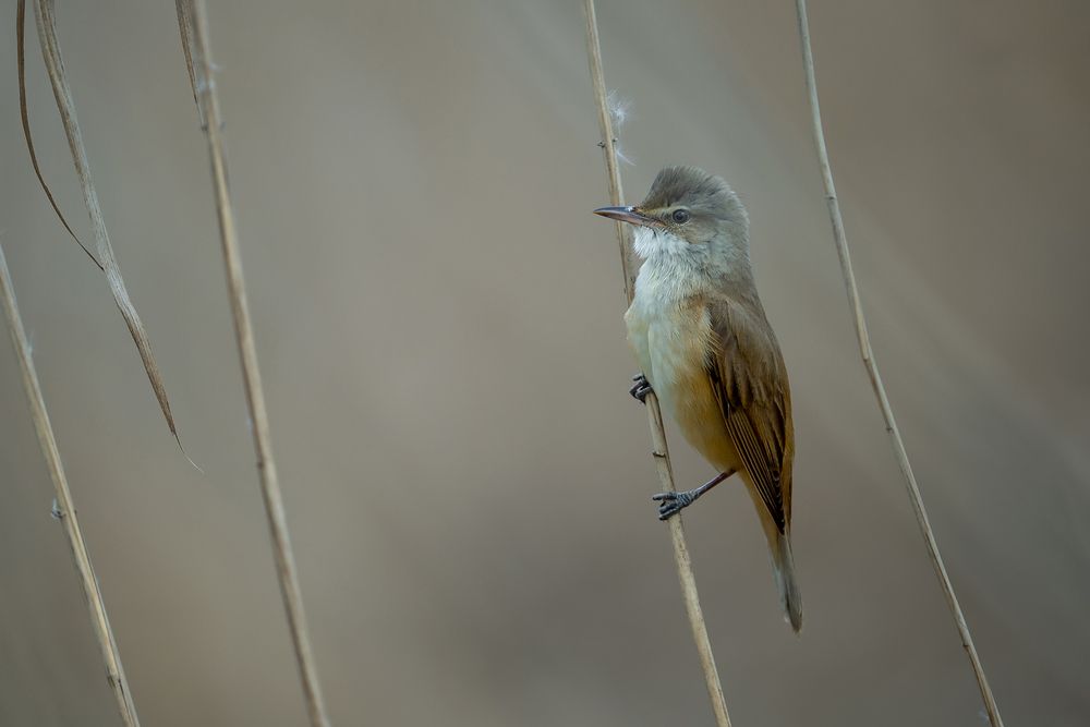 Among the Silent Reeds