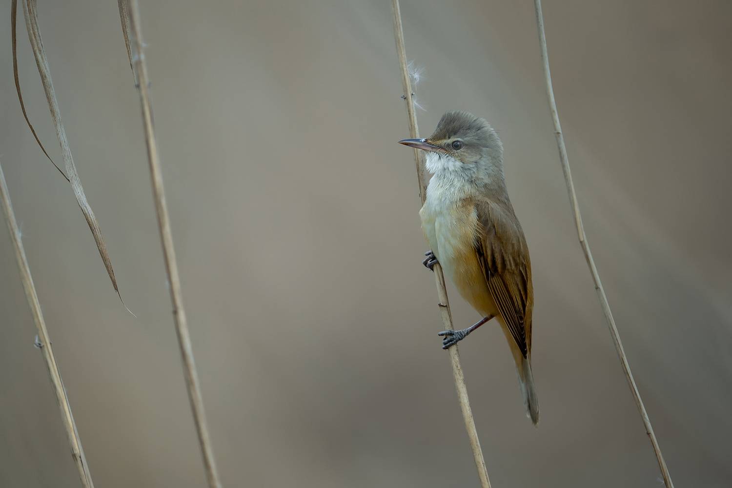 Among the Silent Reeds