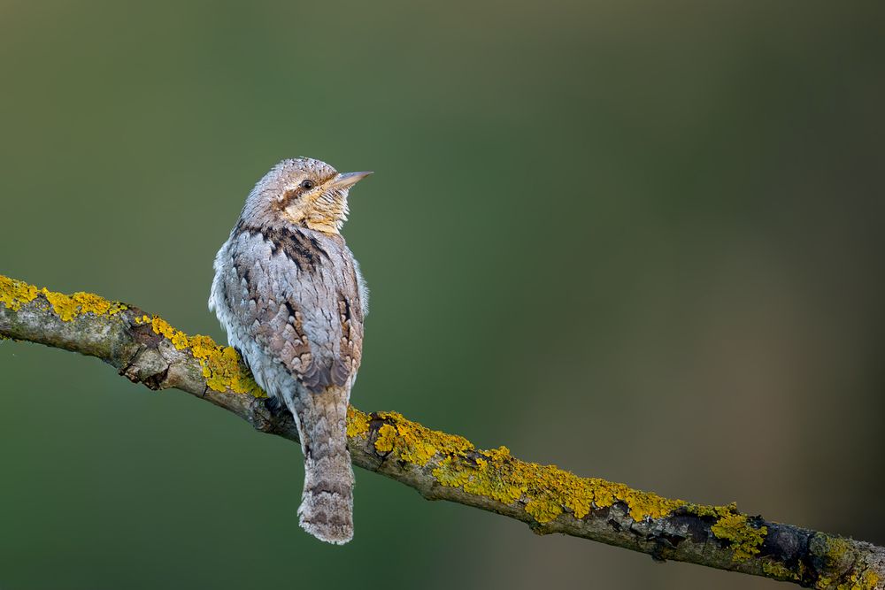 Master of Camouflage