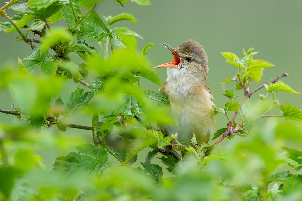 Voice of the Reeds