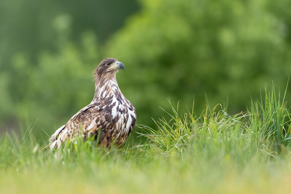Guardian of the Meadow