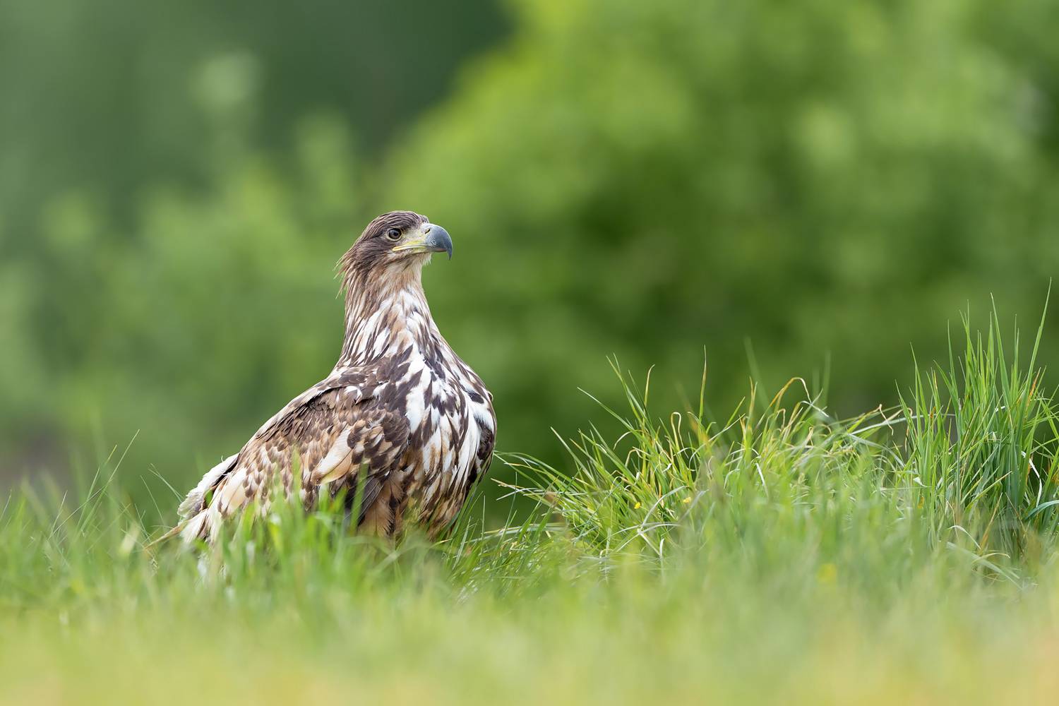 Guardian of the Meadow