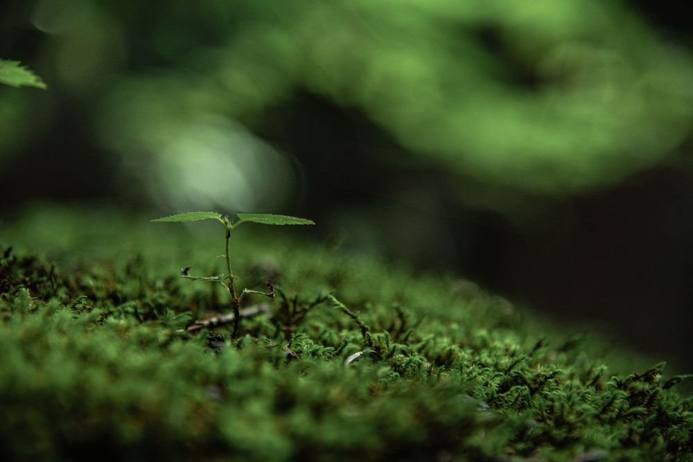Photograph by Iwamoto Reina