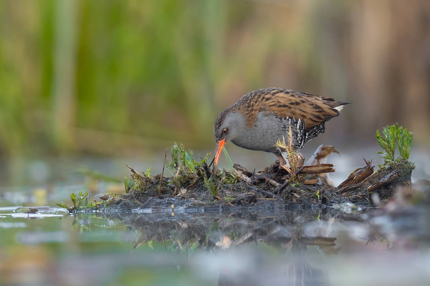 Hidden Between Reeds