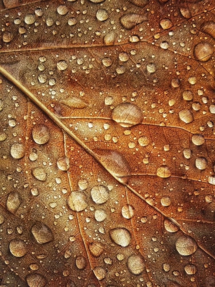 Photograph by Юлия Ковалева