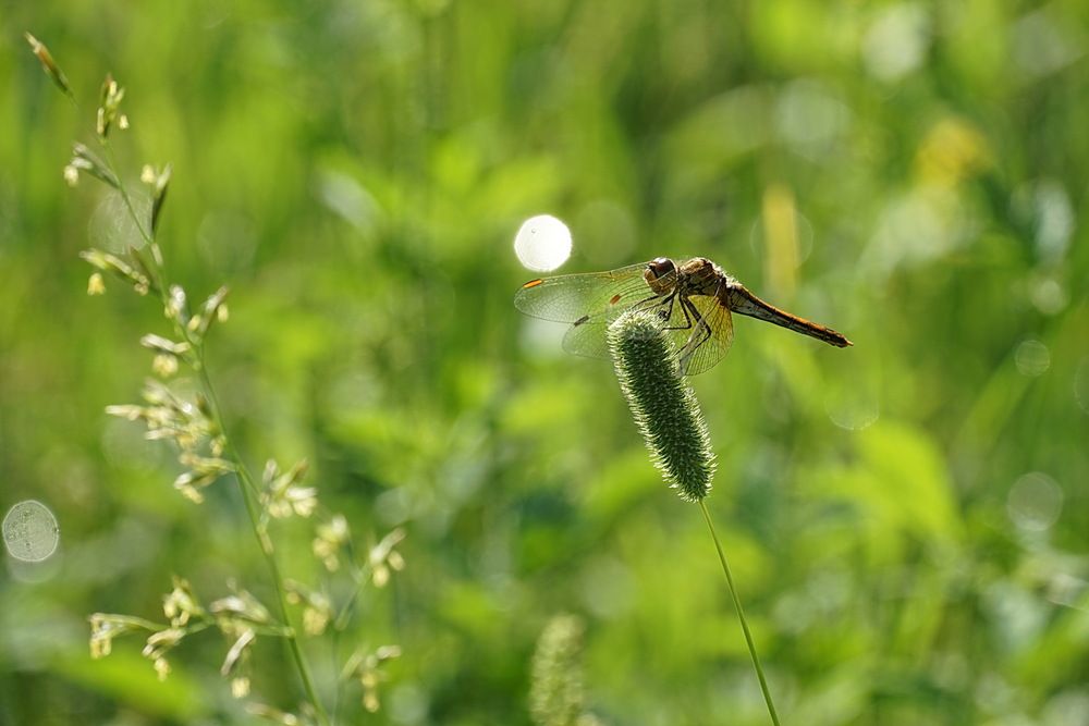 Photograph by Галина Кан