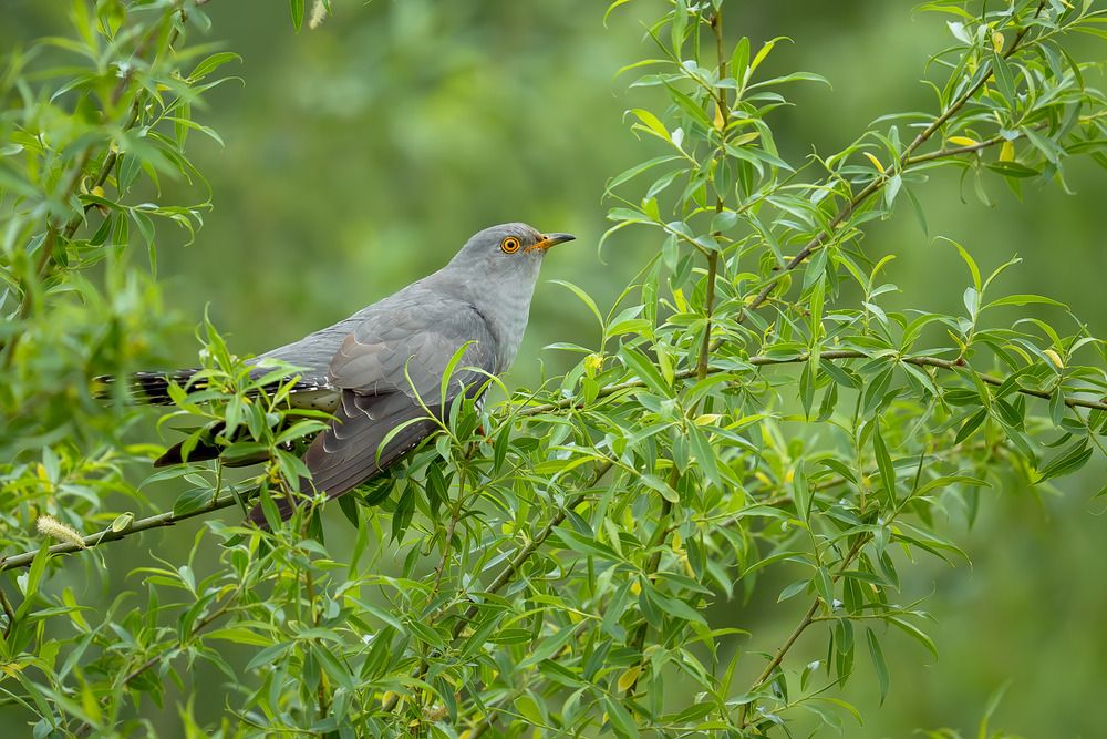 Hidden Among Spring Greenery