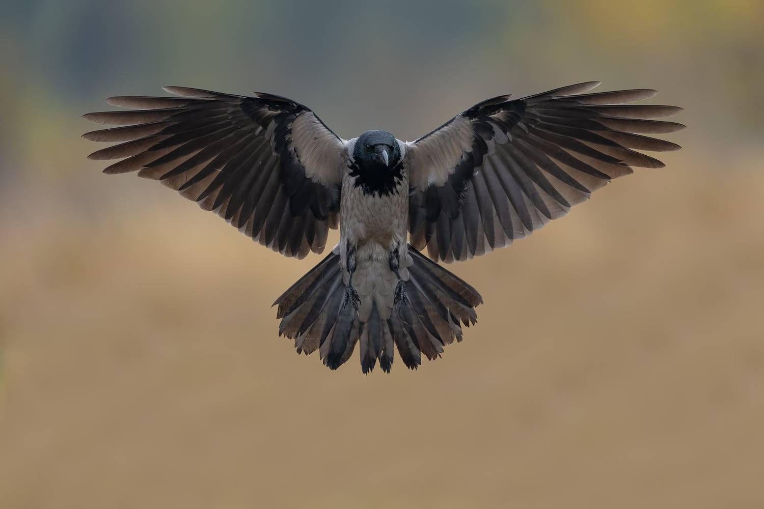 Wings of the Watcher