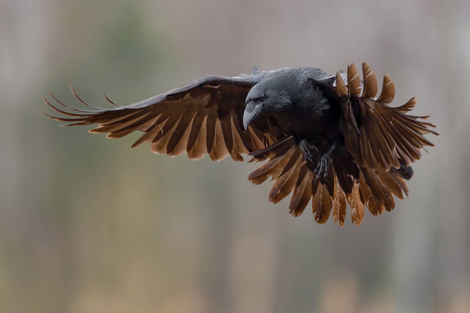 Shadow Wings