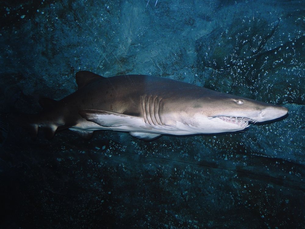 Photograph by Arthur Mazovka