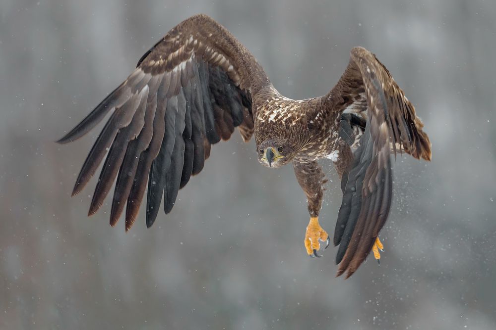 Wings of the Northern Giant