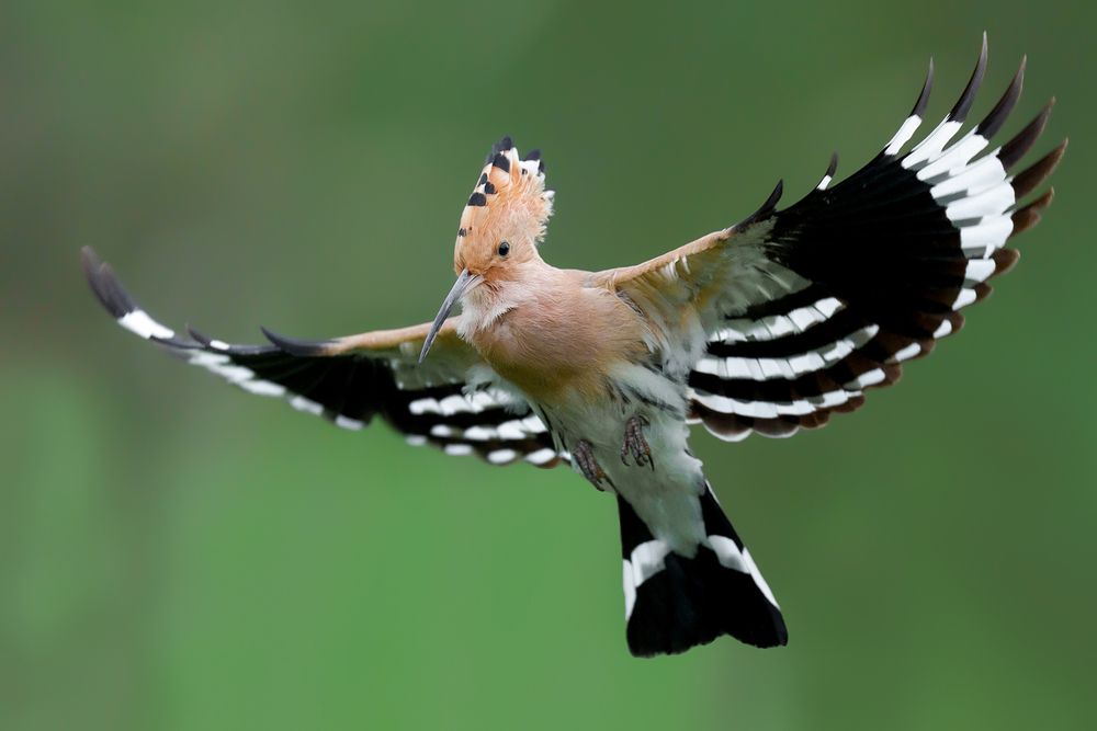 Master of the Air