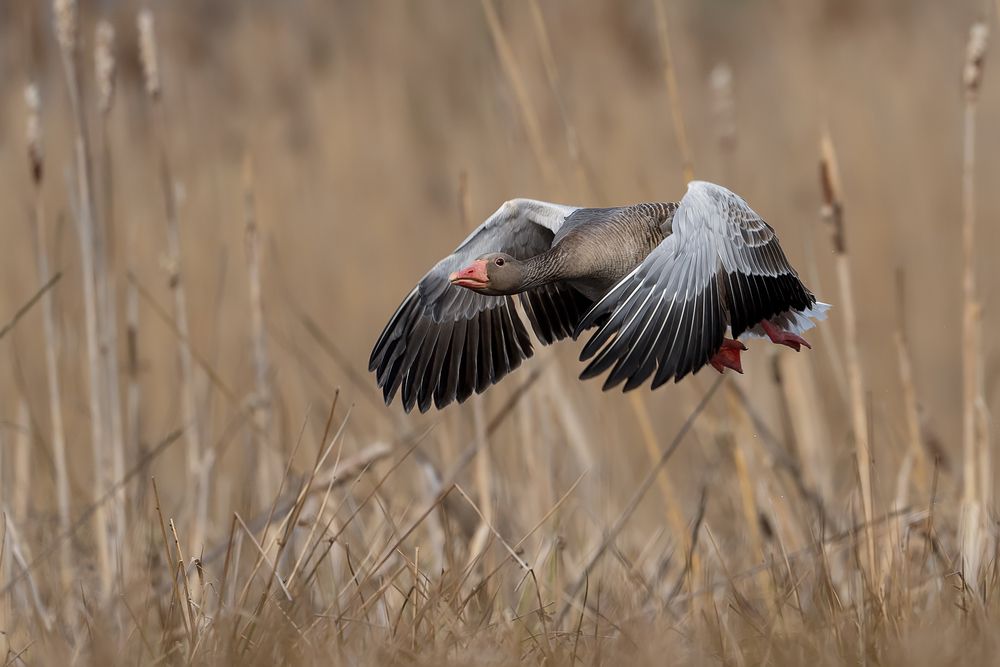Silent Flight Through the Reeds