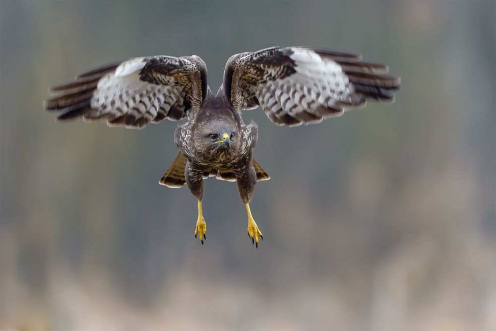 Eyes of the Hunter