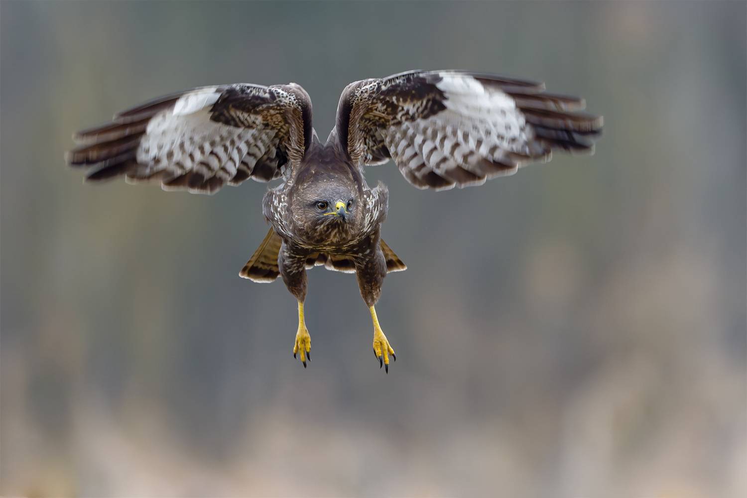 Eyes of the Hunter