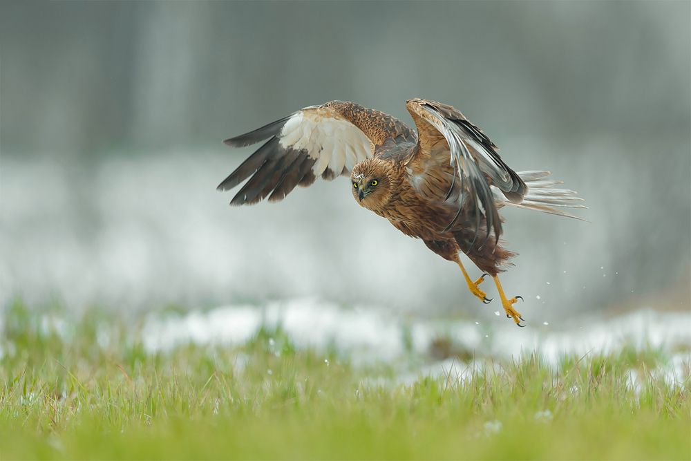 Low Flight Over the Meadow