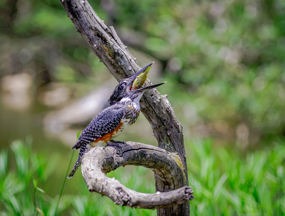 Photograph by Ken Stavrou