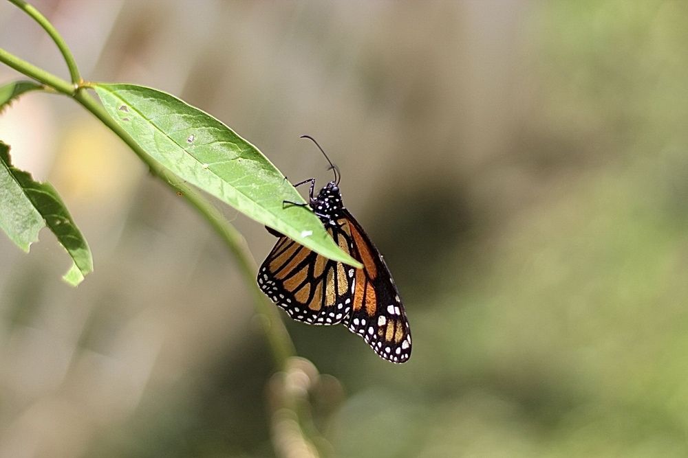 Butterfly