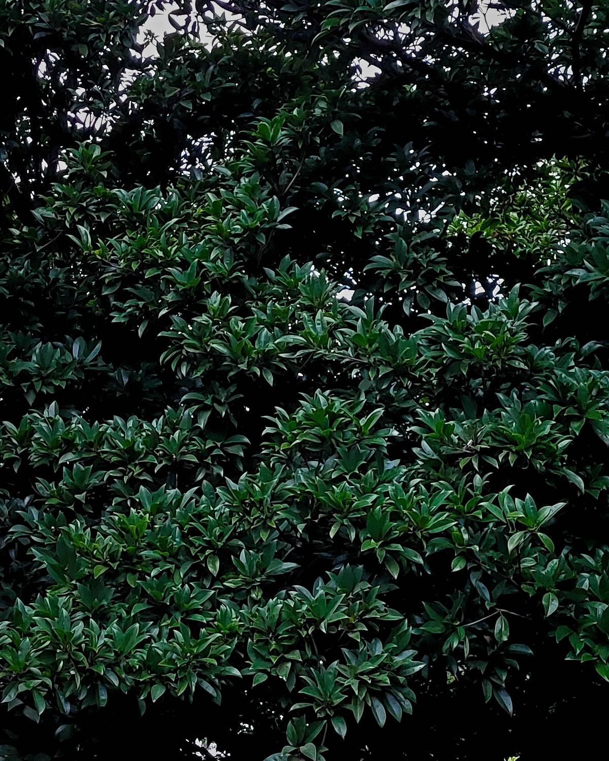 Breathing Green