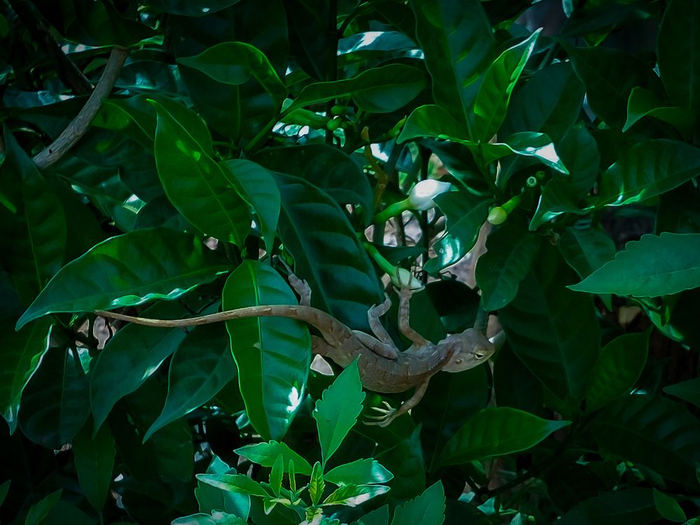 Hidden in Green
