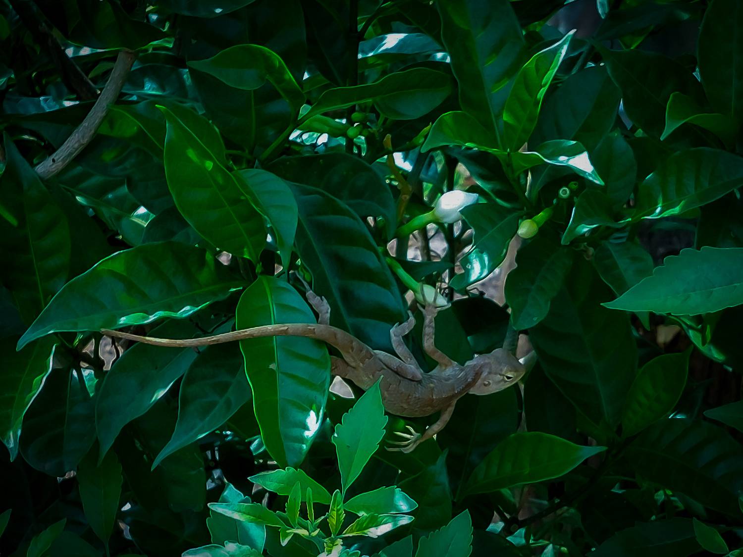 Hidden in Green