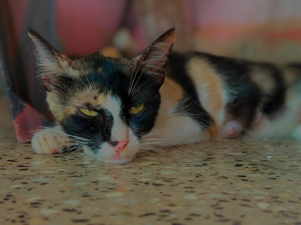 Caty eyes