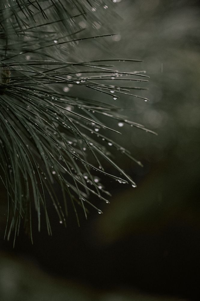 Photograph by Елизавета Шипулина