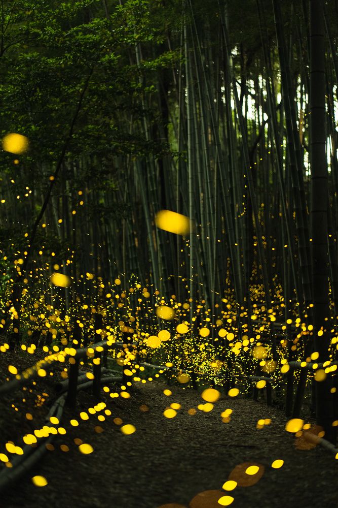 Photograph by TamaU TamaU