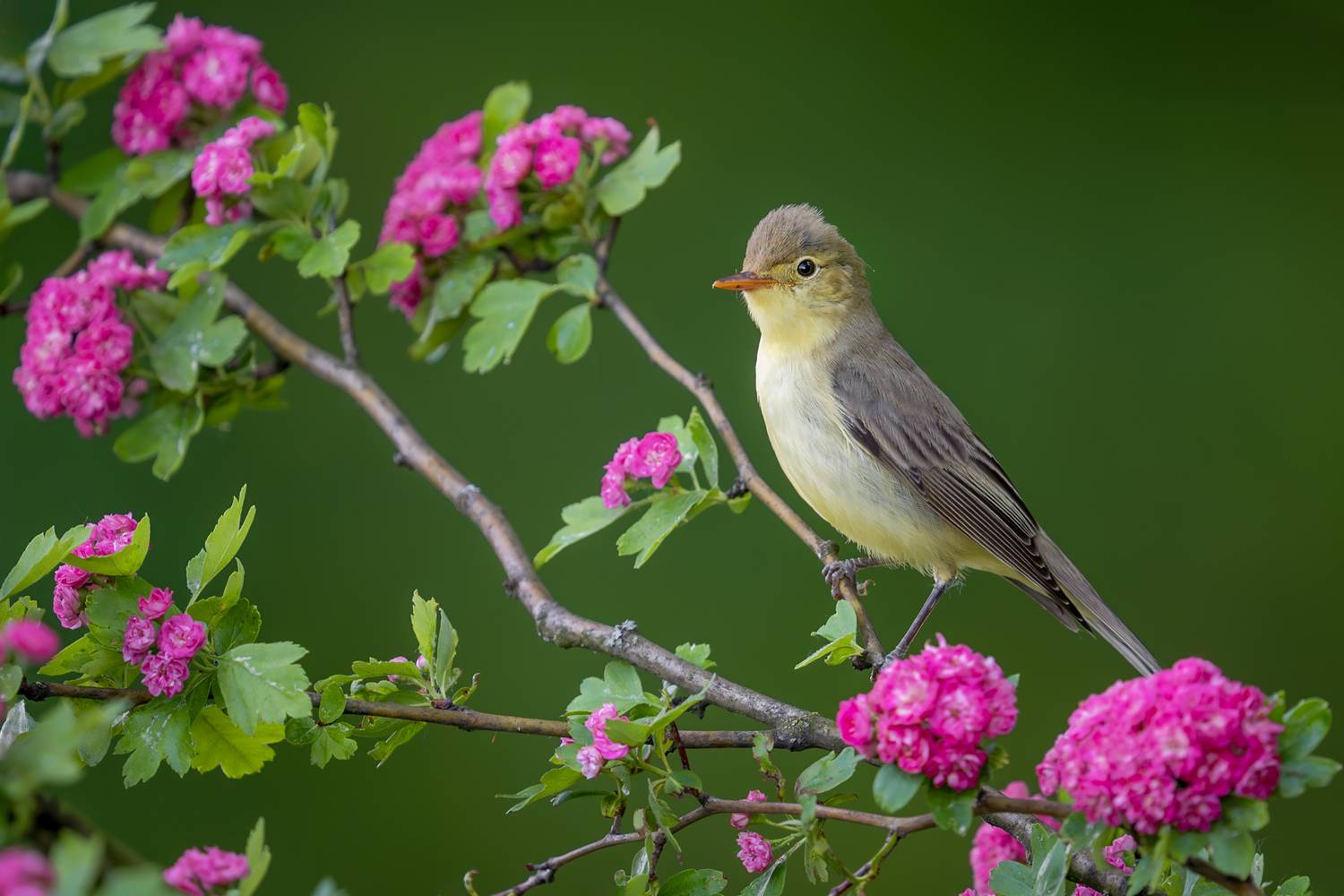 Among the Blossoms