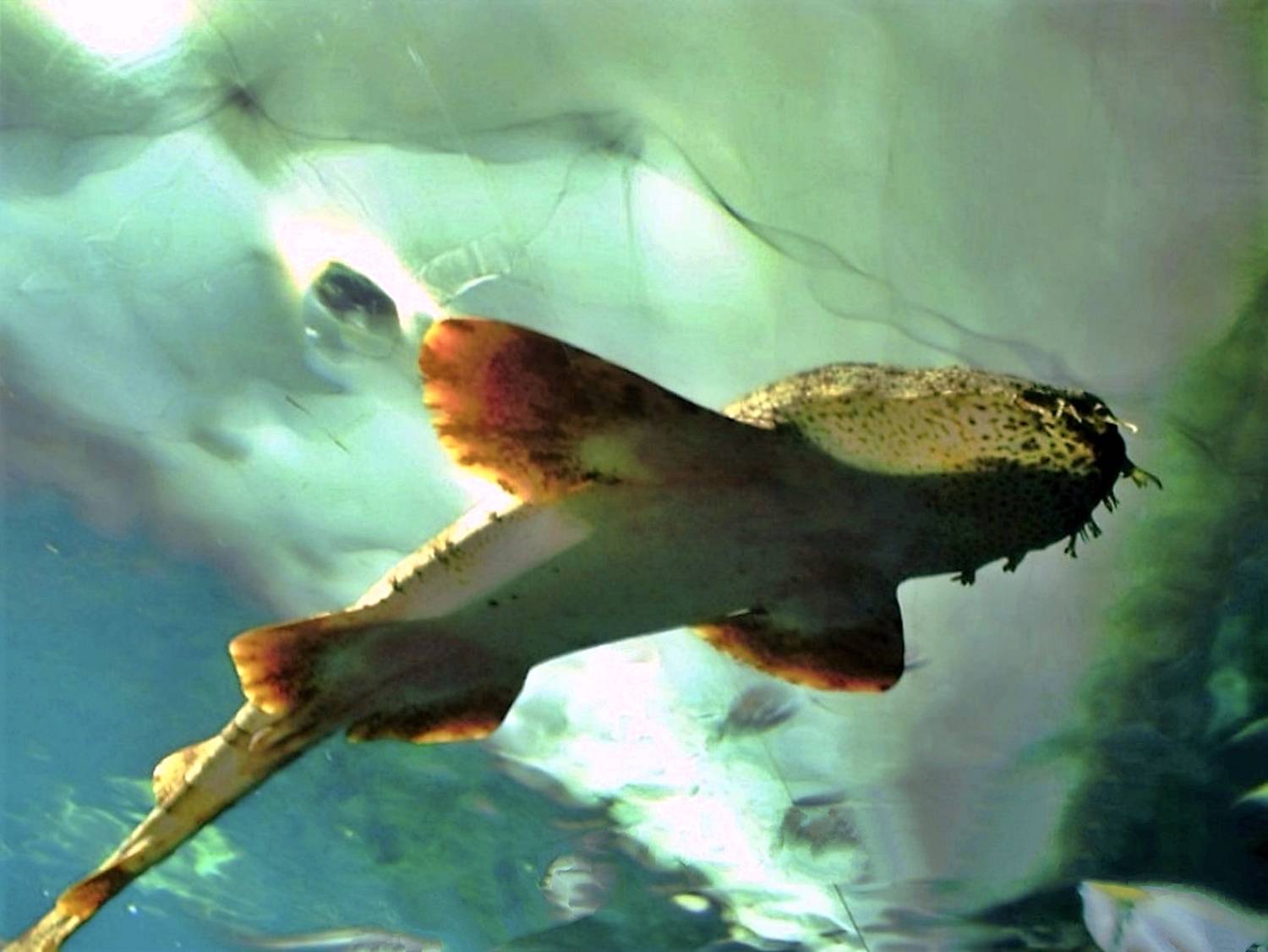 Underwater IV