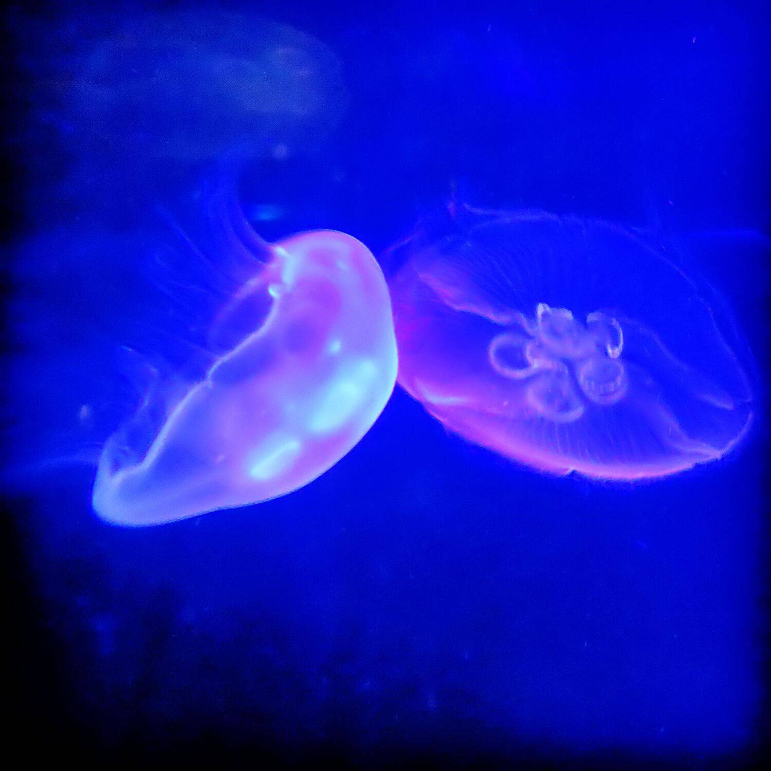 Underwater III
