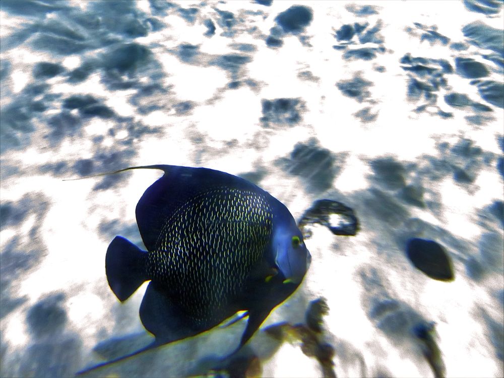 Underwater II