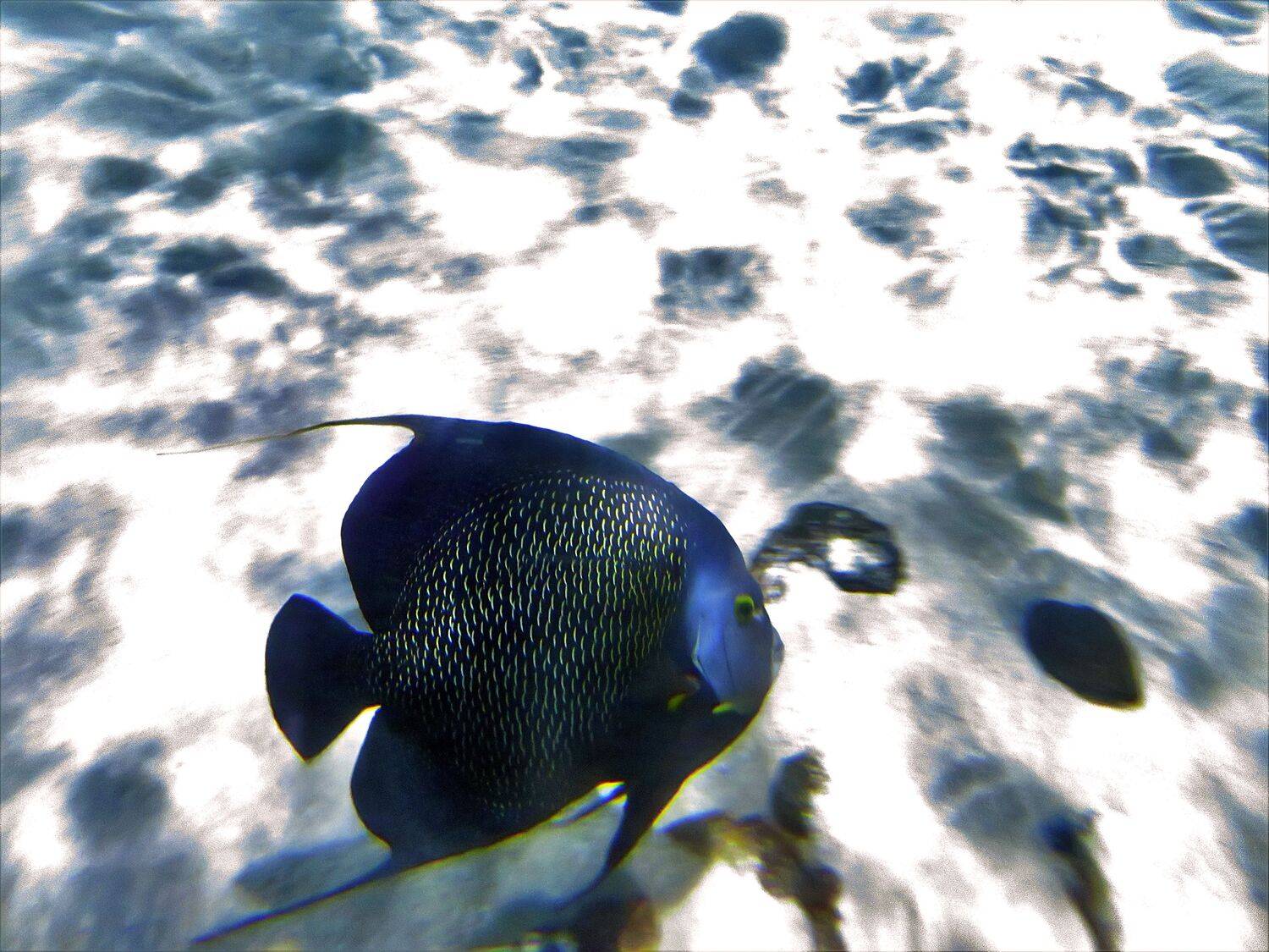 Underwater II