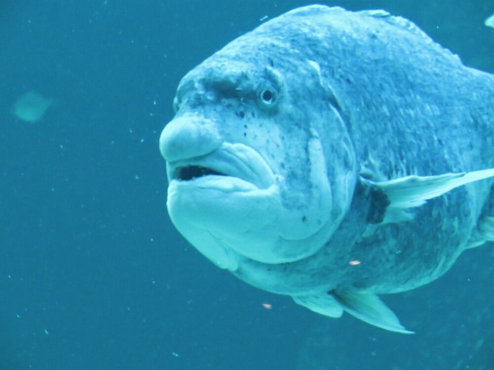 Underwater I