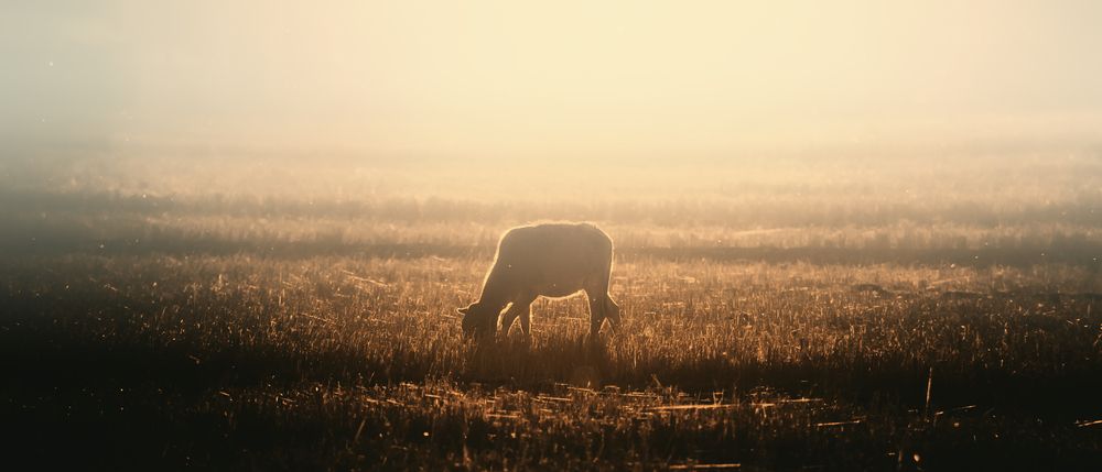 Фотография автора Sunil Sinha