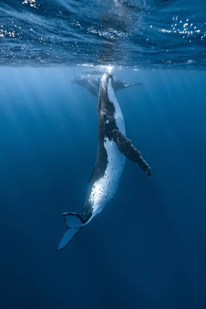 Ascending Blue