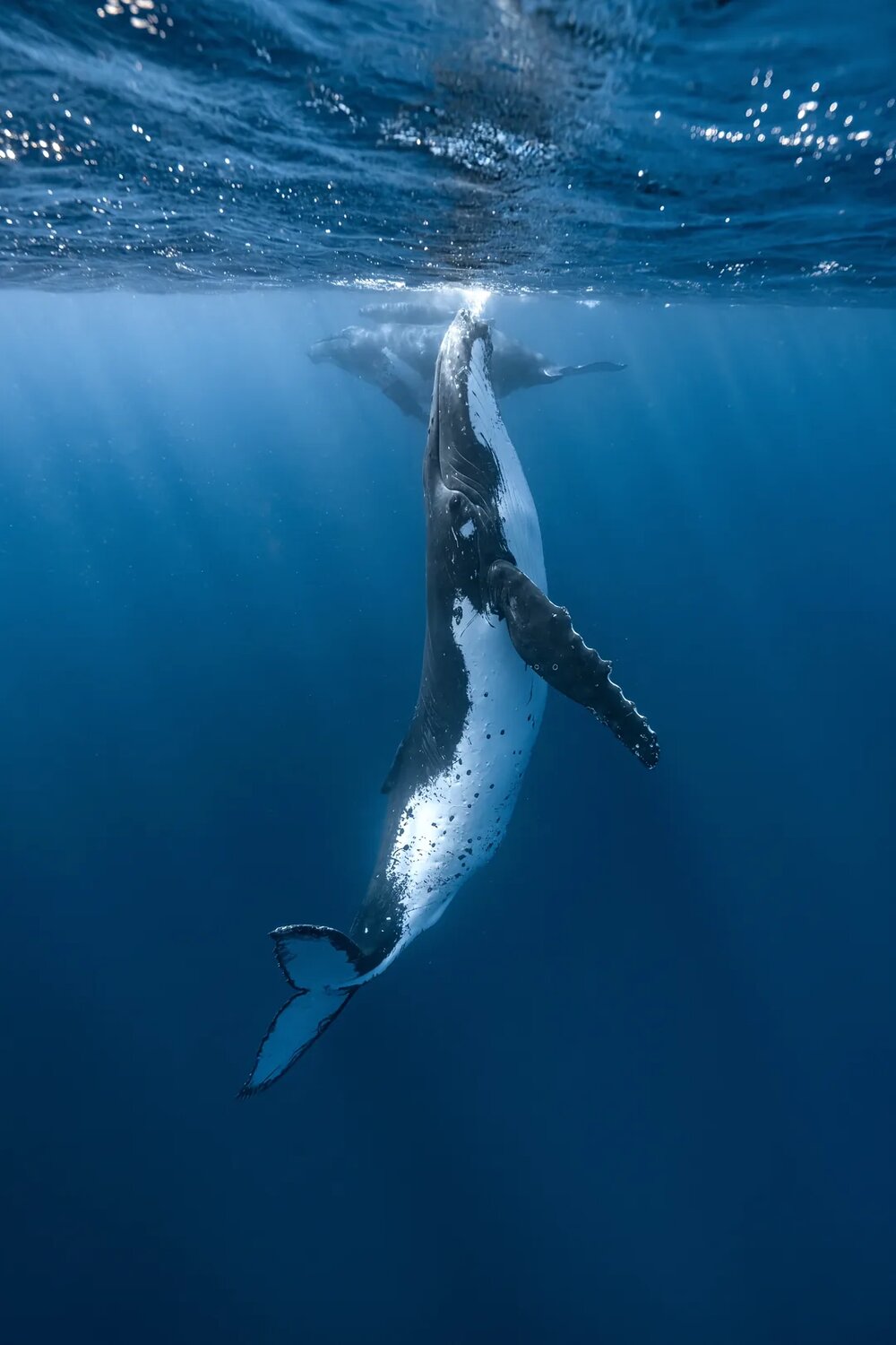 Ascending Blue