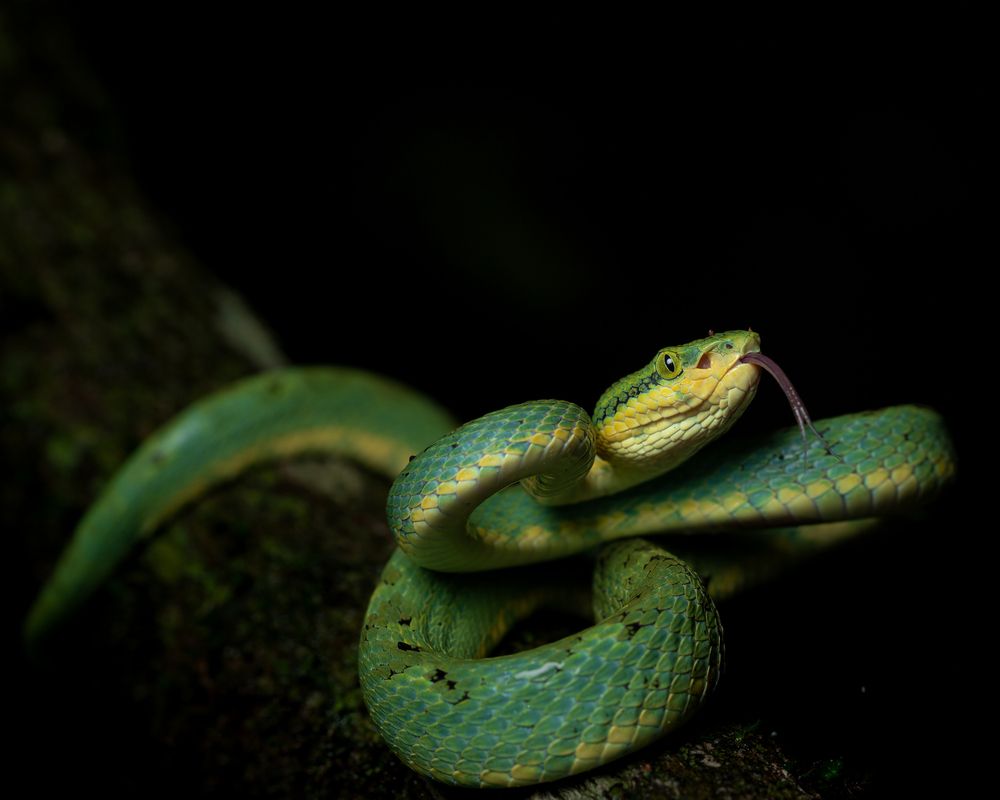Photograph by Bagaria Abhisek
