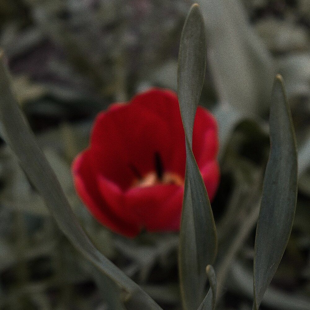 Photograph by Полина Вязникова
