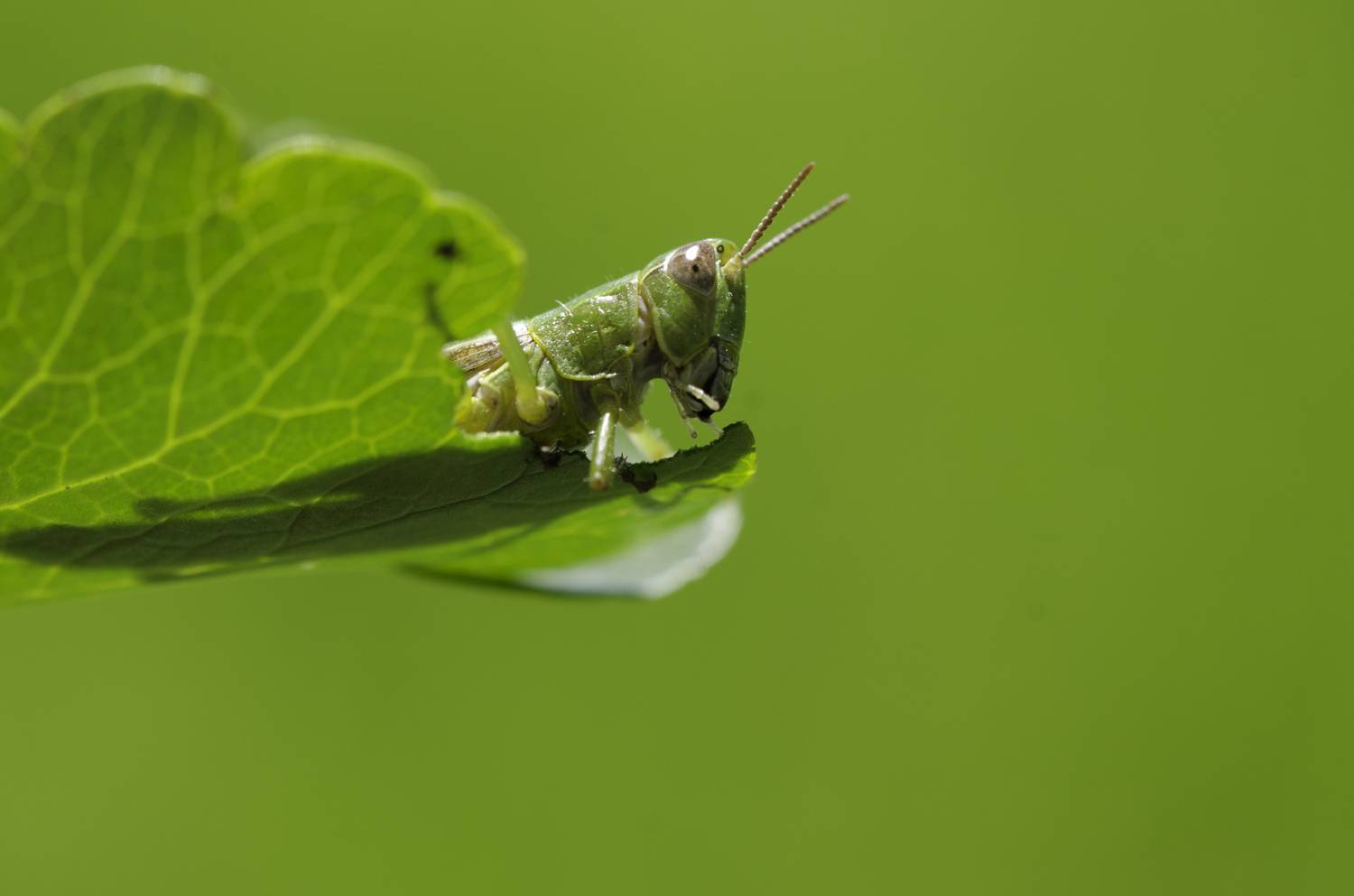 Alimento verde