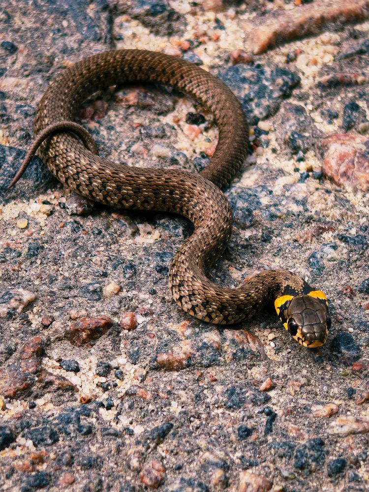The Giant Tiny Serpent