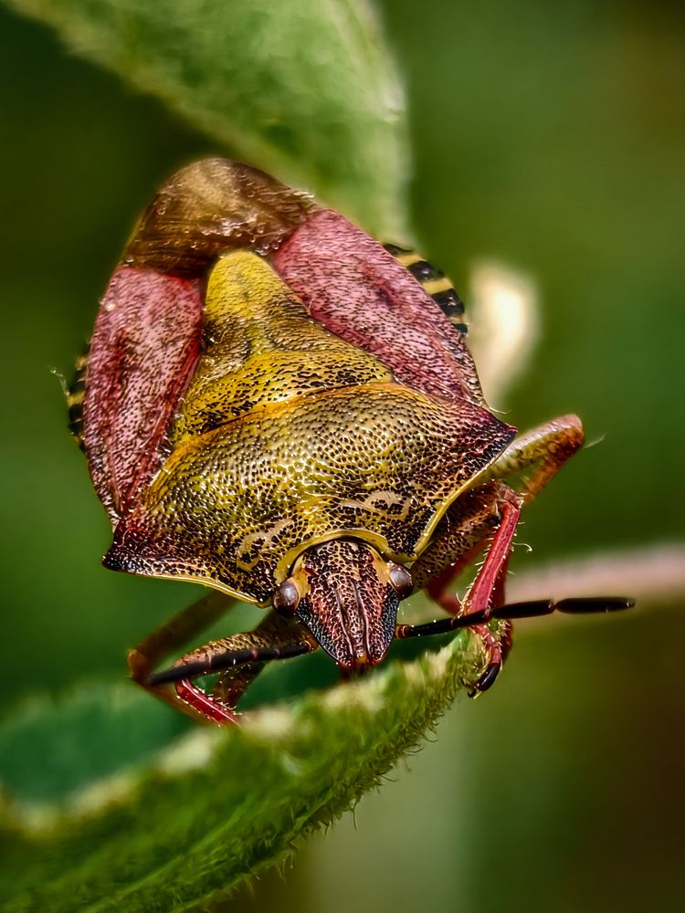 The Armor of Nature