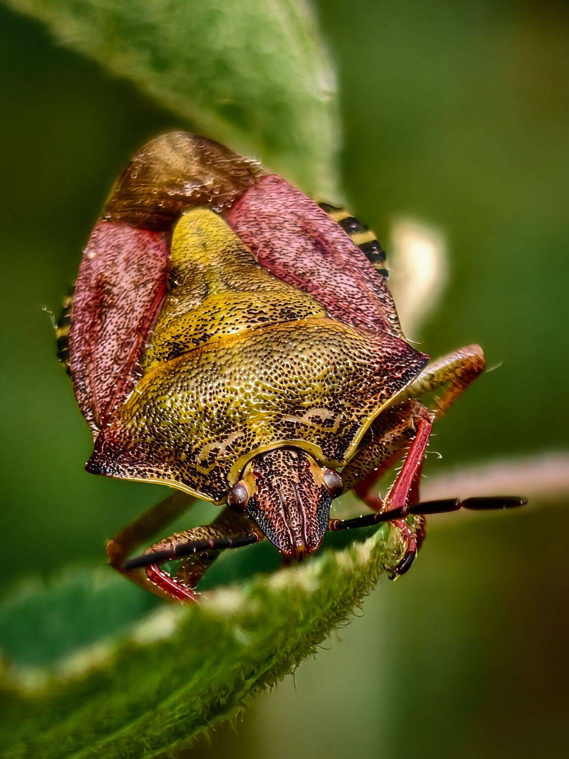 The Armor of Nature