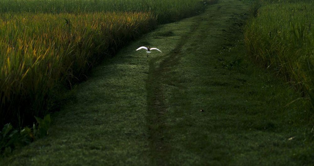 Photograph by Zunaid Hasan