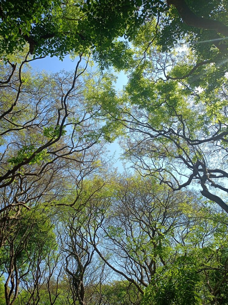 Forest Roof