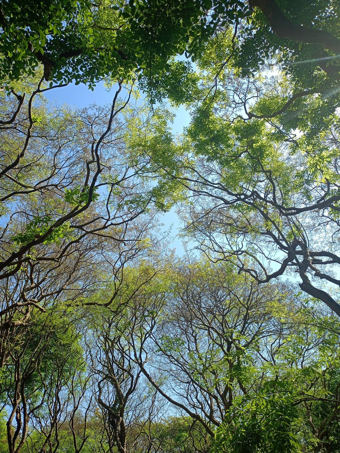 Forest Roof
