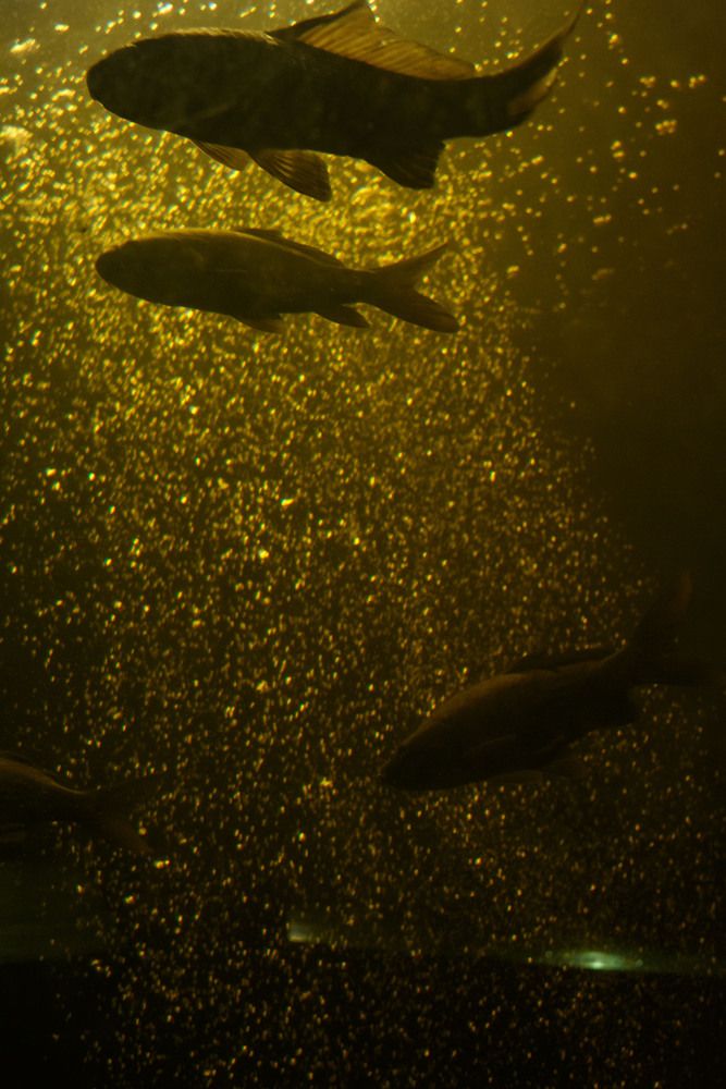 Photograph by Нелли Золотая